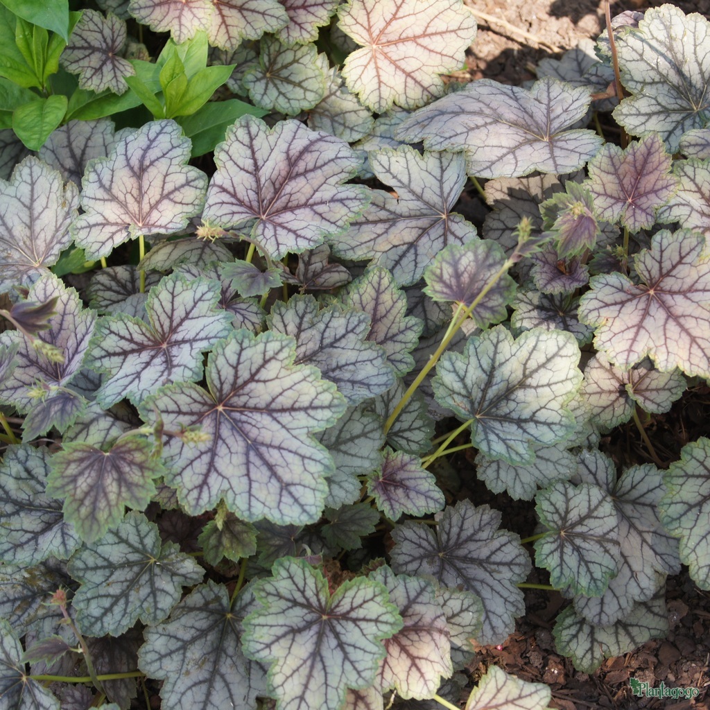 Heuchera 'Venus'